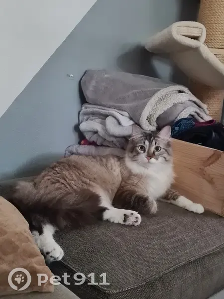 Chat mâle perdu le 13/07 à Mérignac - photo