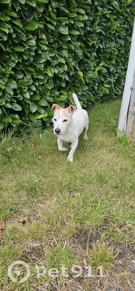 Jack Russel trouvé Rue de Bellevue, Sury-le-Comtal - photo