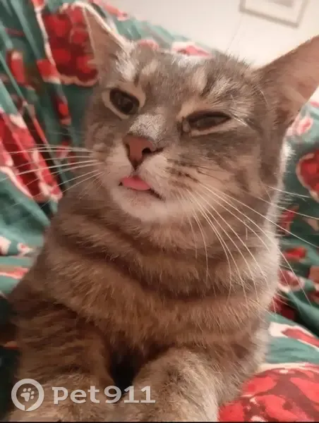 Chat disparu à Wambrechies : Aidez-nous ! - photo