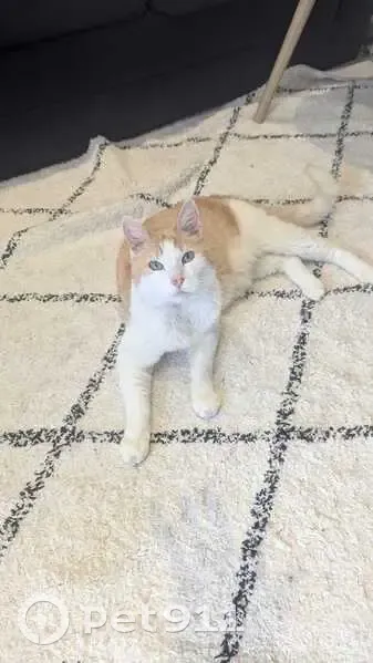 Chat européen roux-blanc perdu à Rennes - photo