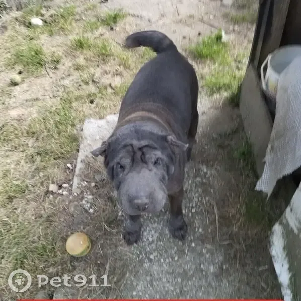 Shar Pei bleue gris perdue à Bordeaux - photo