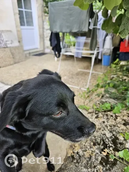 Chienne noire trouvée à Castet-Arrouy - photo