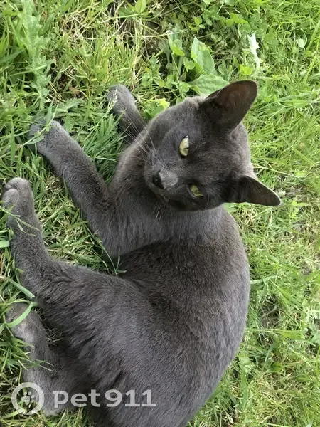 Chat chartreux gris disparu à Saint-Mard - photo