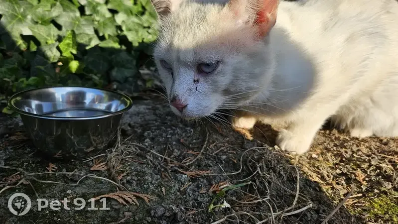 Chat blanc aux yeux bleus trouvé à Monchecourt - photo