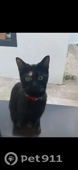 Chatte écaille de tortue perdue à Strasbourg - photo