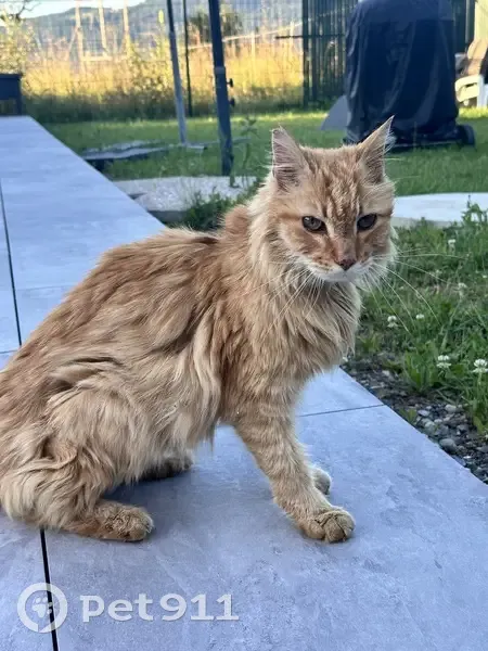 Chat trouvé Rue Saint-Maurice, 774, St-Pierre - photo