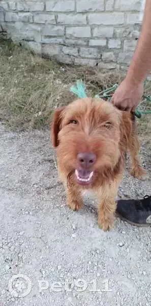 Chien trouvé Rue Crête, Joux-la-Ville - photo
