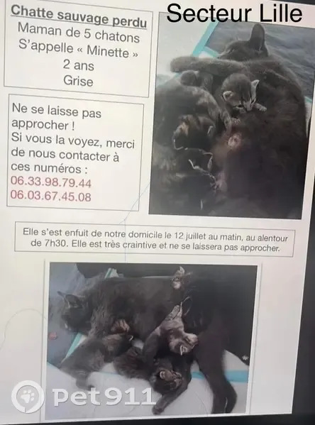 Chat Maman Disparu à Lille - Aidez-nous ! - photo