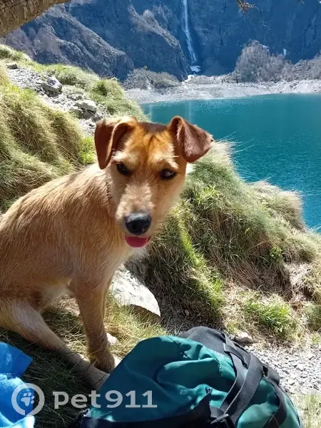 Chienne sable 1an perdue à Saint-Ferréol - photo