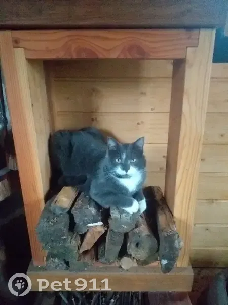 Chat gris avec pattes blanches disparu - photo