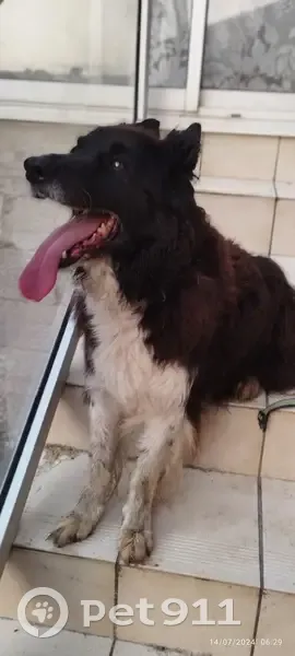 Chien abandonné trouvé Rue Pasteur ce matin - photo