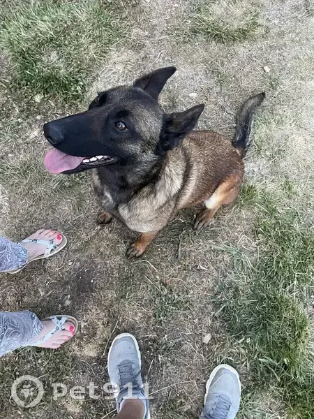 Berger malinois femelle trouvée à Comps-sur-Artuby - photo