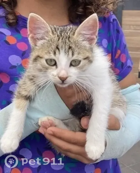 Chaton trouvé, câlin et attachant, Valras-Plage - photo