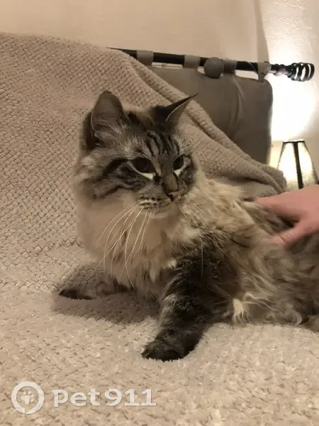 Chat gris craintif sous traitement perdu - photo
