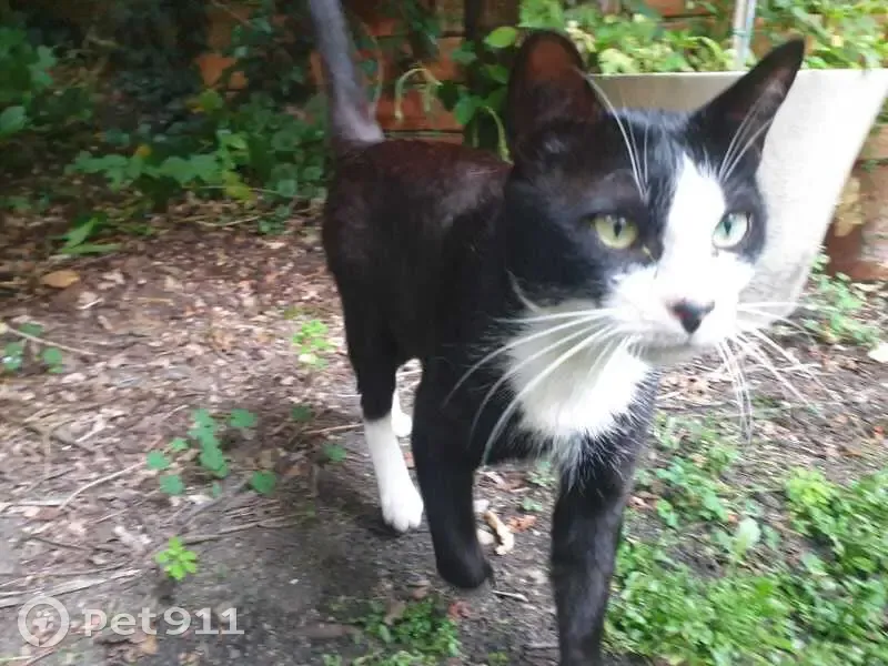 Chat perdu : Calinou, Bordeaux Cours Somme - photo