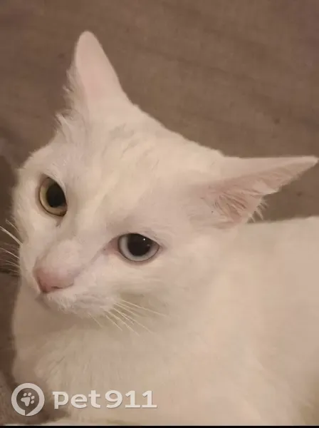 Chat blanc disparu, yeux vairons, rue Balzac - photo