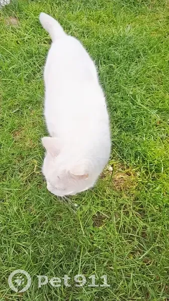 Chat blanc castré disparu à Bleury - photo