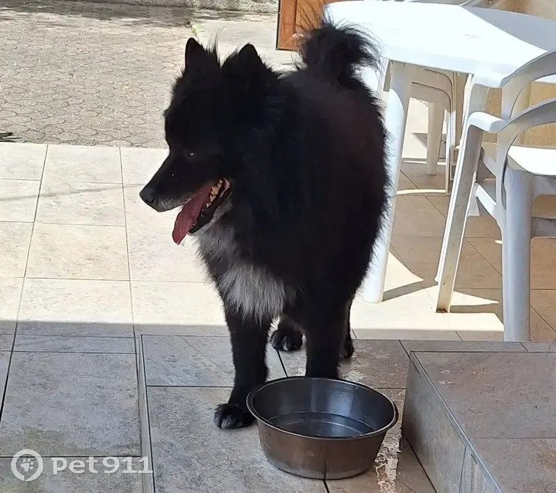 Deux chiens mâles trouvés à Saint-André-le-Gaz - photo