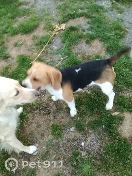 Chien trouvé à La Grondinière, Coëx - photo