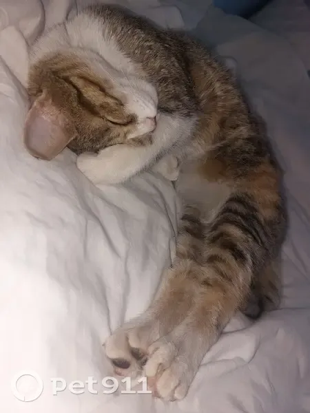 Chatte européenne 11 mois disparue à Fontaine - photo
