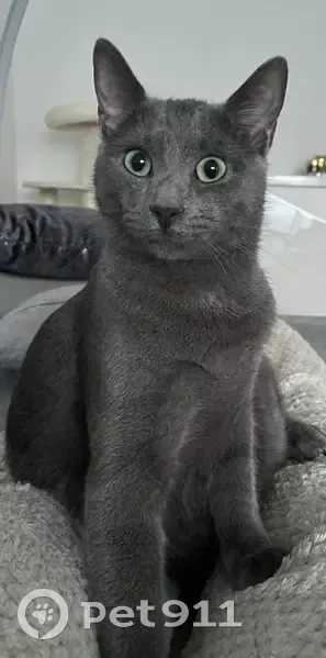 Chat gris perdu, yeux verts, Cours de Bohême - photo