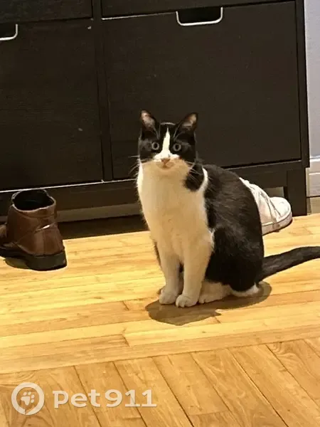 Chat Noir et Blanc Figaro Perdu à Fresnes - photo
