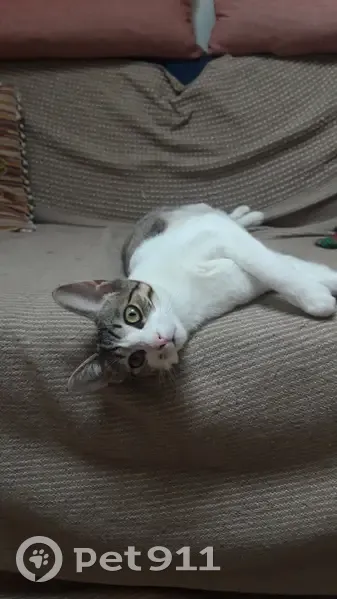 Chatte blanche et grise perdue à Lyon - photo