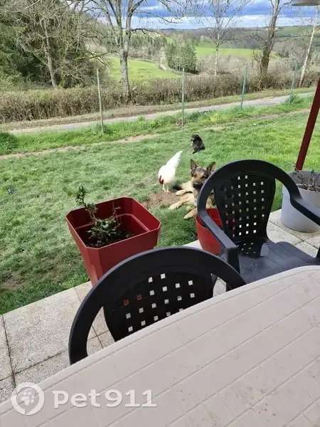 Berger allemand Pepito perdu à Chatelus - photo