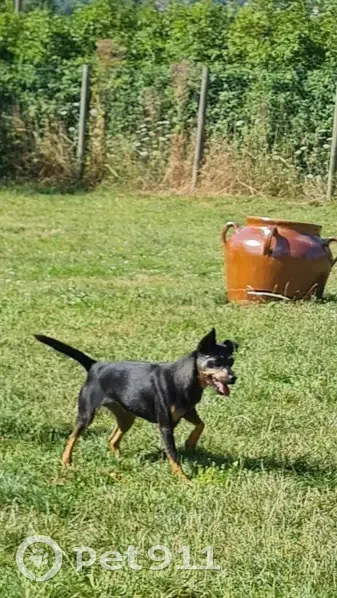 Chien perdu : Pinscher nain femelle à Chatelus - photo