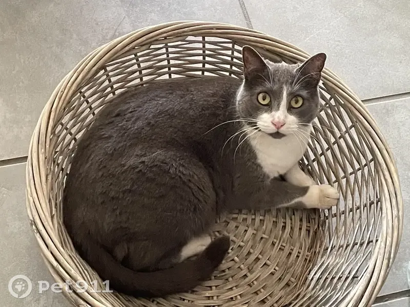 Chatte perdue: KAYEN, grise et blanche, 7 ans - photo