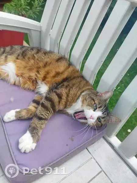 Chat tigre perdu à Pierrefitte-en-Auge - photo