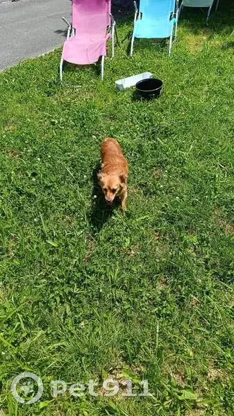 Chienne fauve trouvée à Lédergues - photo