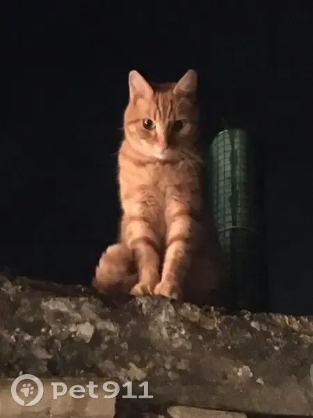 Chat européen mâle perdu à Péronne-en-Mélantois - photo