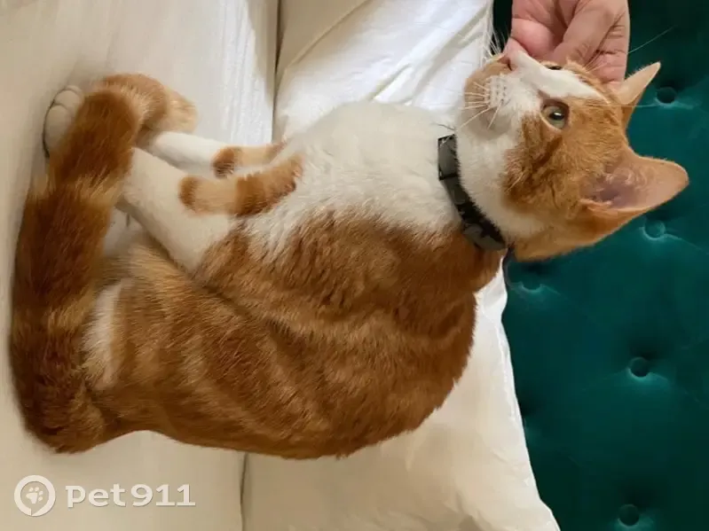 Chat roux et blanc perdu à Chelles - photo