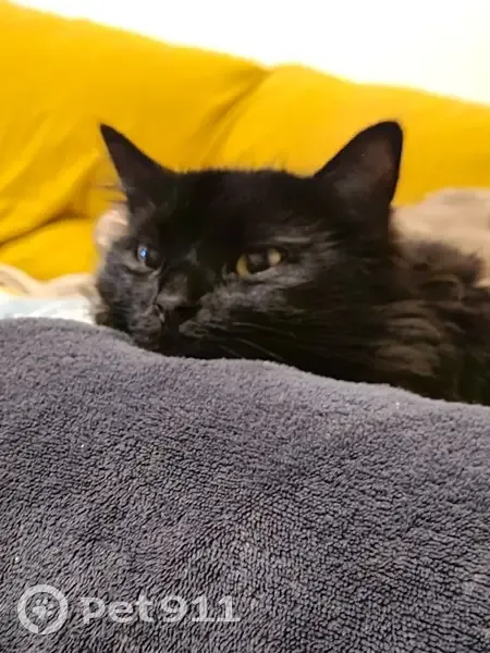 Chat noir perdu, Rue du 11 Novembre, Cenon - photo