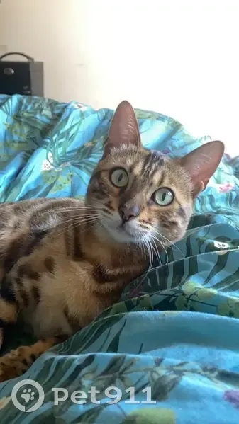 Chat Bengal Simba perdu à Châtenay-Malabry - photo