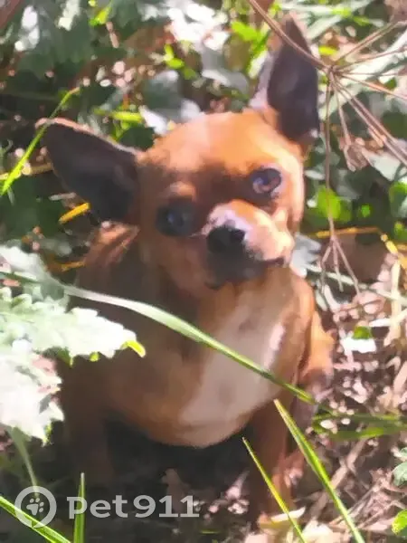 Chien trouvé à Goureau, Massugas, 22 - photo