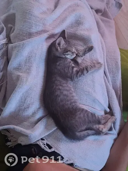 Chaton gris trouvé à Escalquens - photo