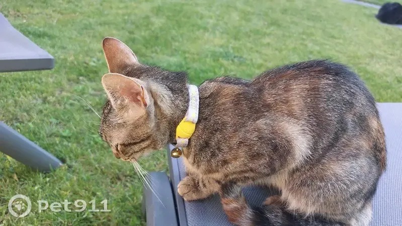 Chat tigré trouvé amaigri à Laval - photo
