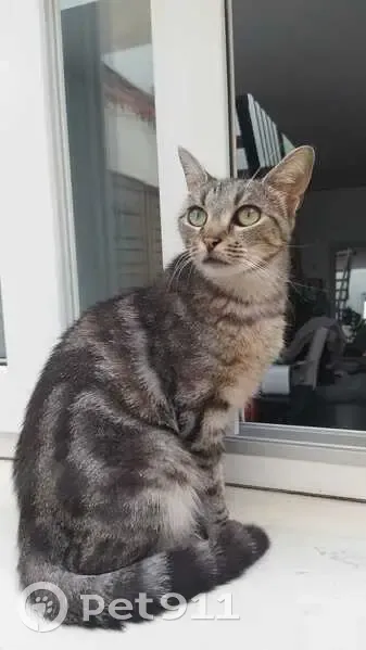 Chatte disparue, 4 ans, Avenue du Petit Marly - photo