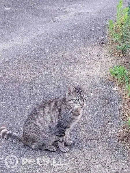 Chat gris tigré trouvé, sociable, Saint-Prix - photo