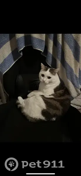 Chat disparu à Chambéry, quartier Mérande - photo