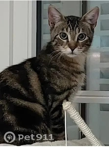 Chat peureux perdu Rue de la Touche, 22 - photo