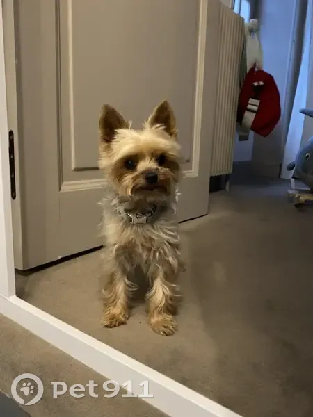 Chien perdu : Yorkshire Terrier 11 ans, Beaune - photo
