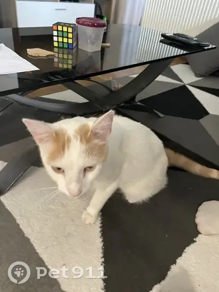 Chat trouvé à Pommiers, cherche maître - photo