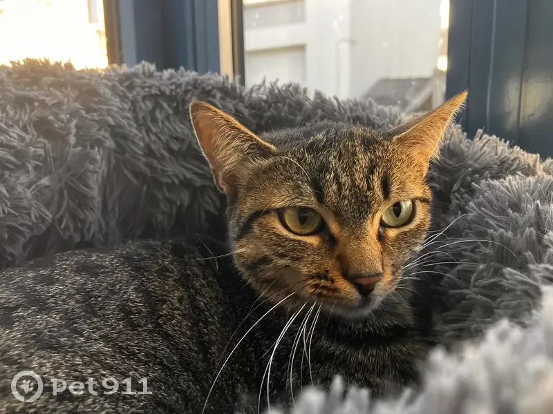 Chatte tigrée Edwige disparue à Lorient - photo