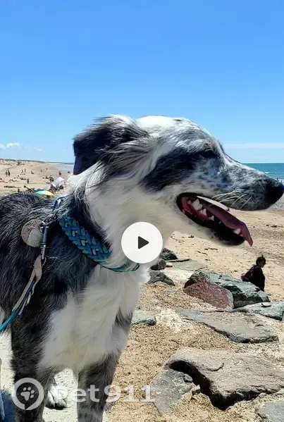 Chien border femelle disparu à Bretignolles - photo