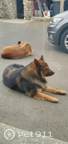 Chien disparu Place de la Mairie, Plouvara - photo
