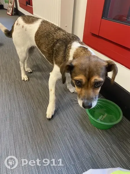 Petite Jack Russell trouvée à Campeaux - photo