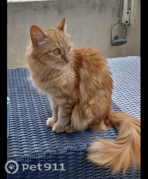 Chat perdu, Rue Pierre Semard, Grenoble - photo